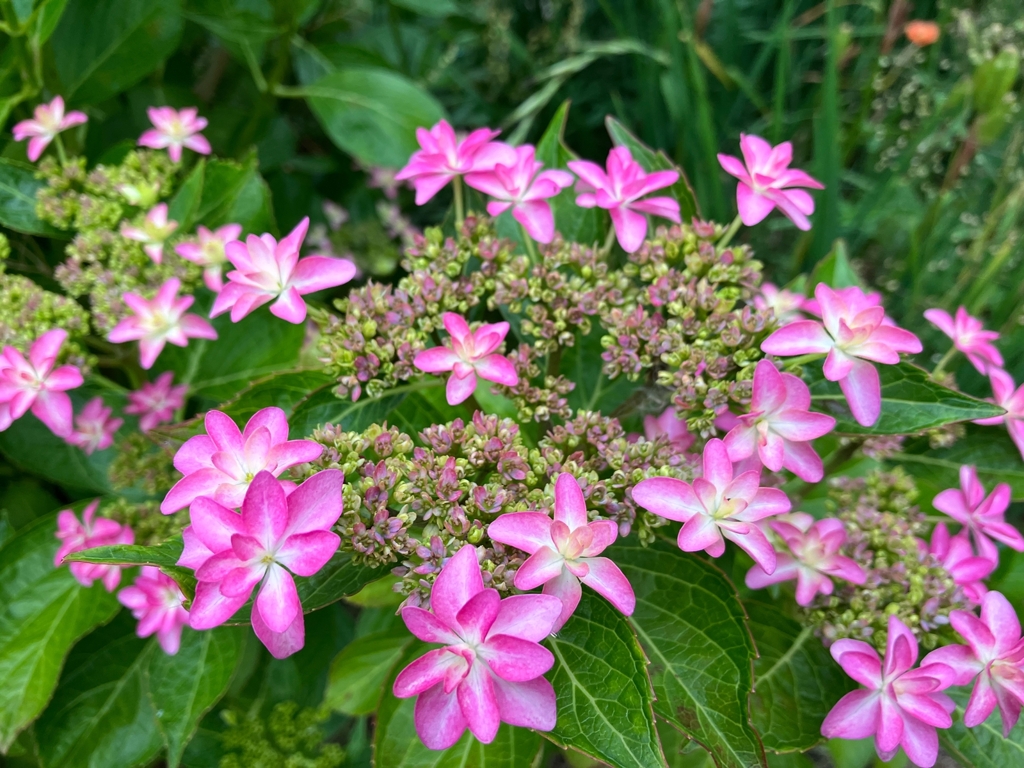 ピンクのガクアジサイ