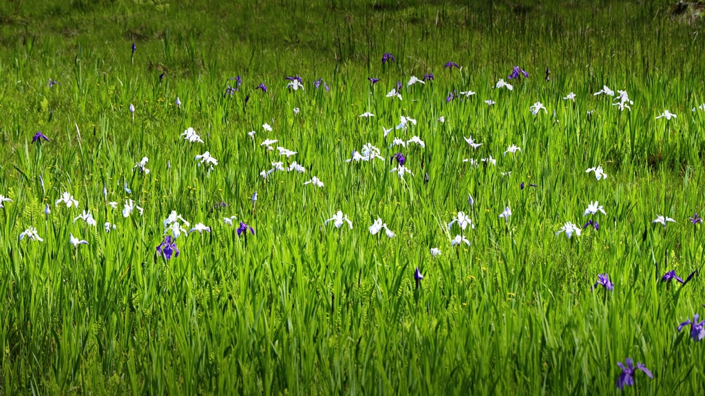 杜若原生湿地にてver.２