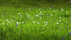 杜若原生湿地にてver.２