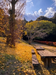 銀杏の落葉とベンチとドウダンツツジ