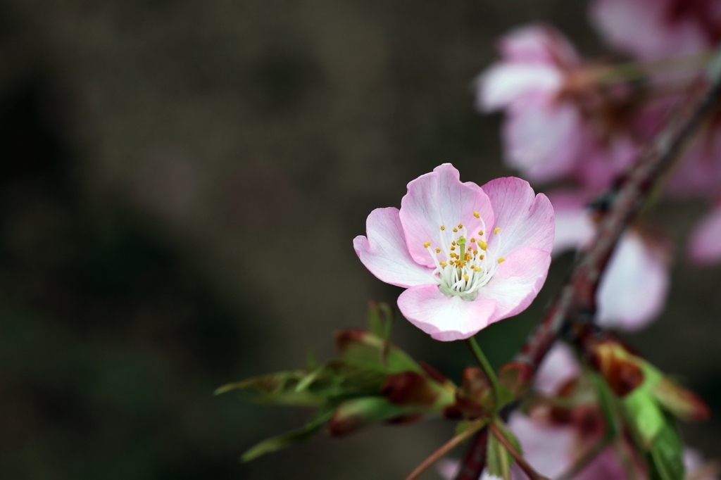休日の河津桜.3