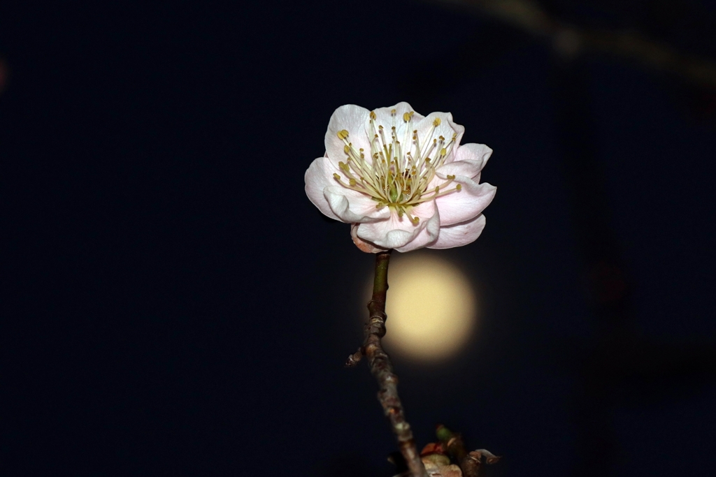 梅林公園にて.1