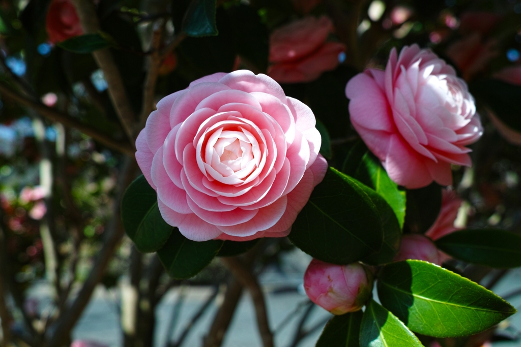 今シーズン最後？の乙女