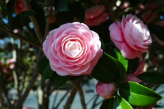 今シーズン最後？の乙女