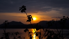 アカメガシワのシルエット