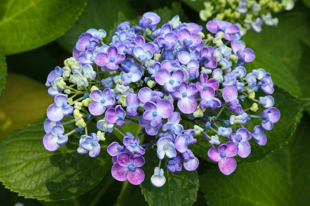 オカメアジサイver.1