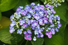 オカメアジサイver.1