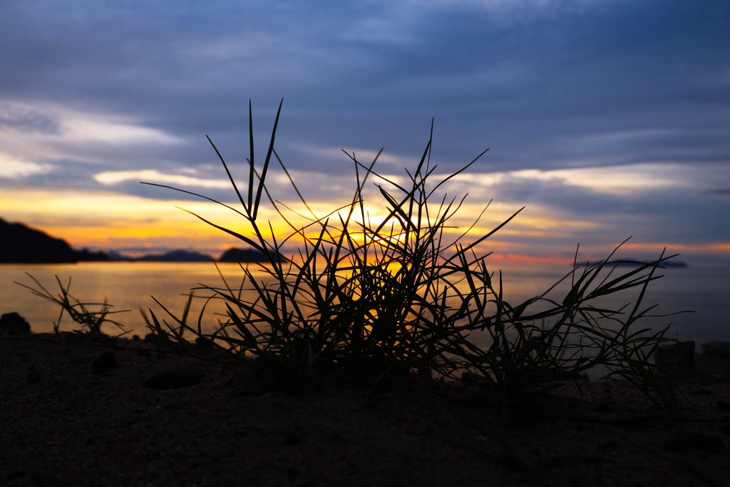 雑草のシルエット