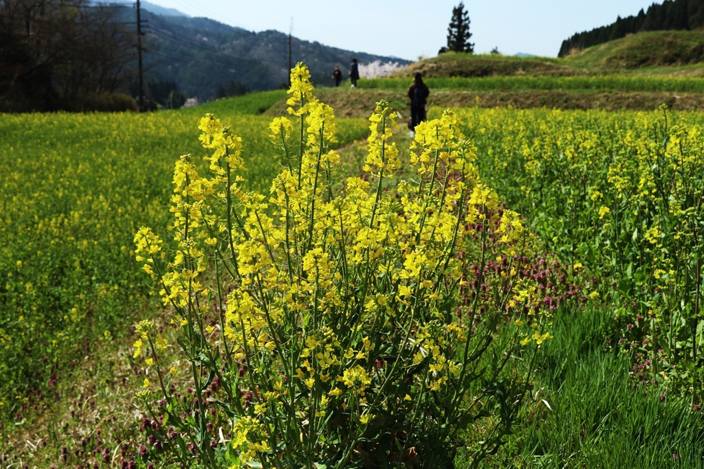 今日はこの地区の菜の花まつりでした！