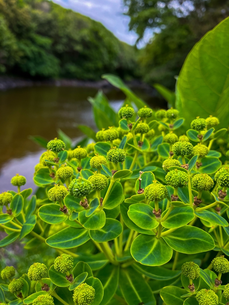 トウダイグサの実