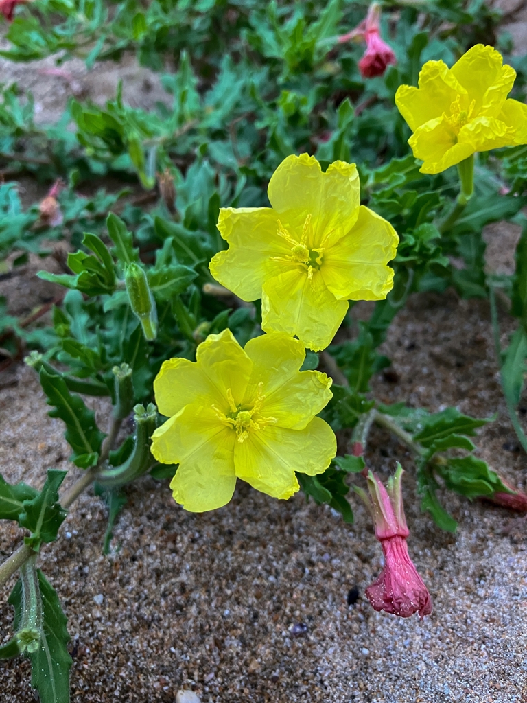 コマツヨイグサ