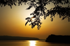 栴檀のシルエット