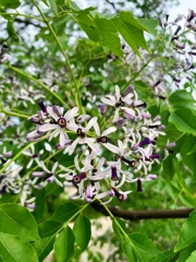 栴檀の花
