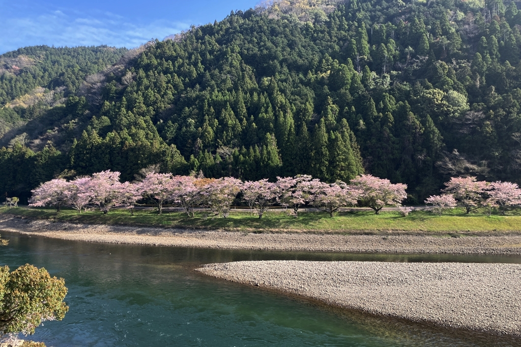 河川敷の桜.2