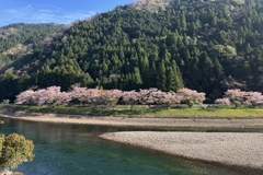 河川敷の桜.2