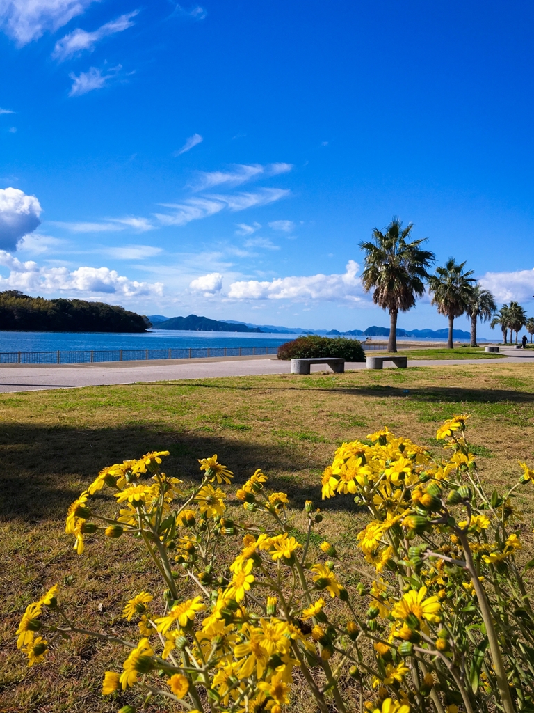 キャラブキの咲く風景