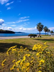 キャラブキの咲く風景