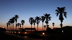 フェニックスのシルエット