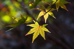 黄色くても十分綺麗