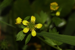 キツネノボタン