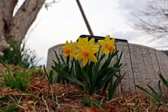 黄色いミニ水仙