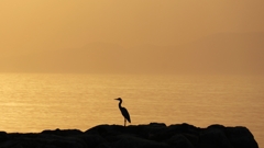 Silhouette