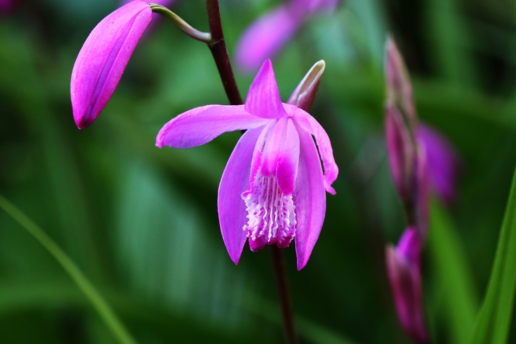 今年も咲きました。