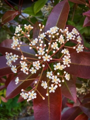 カナメモチの花