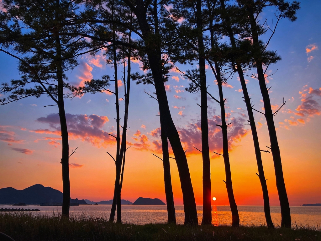 松林越しの夕陽