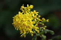 アキノキリンソウ