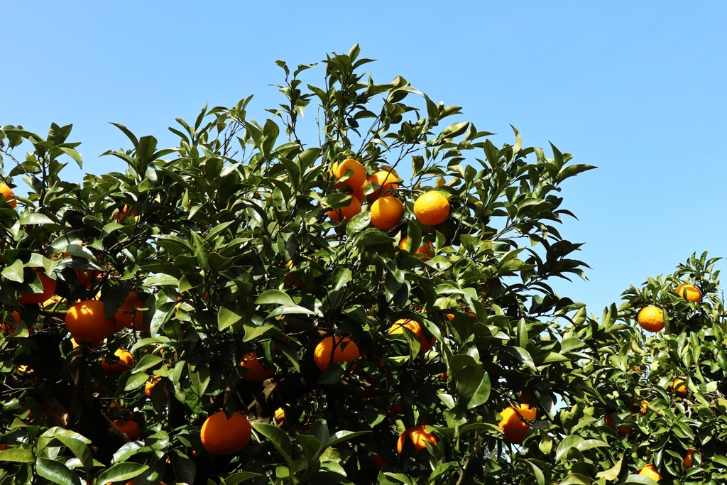 青空と夏みかん