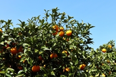 青空と夏みかん