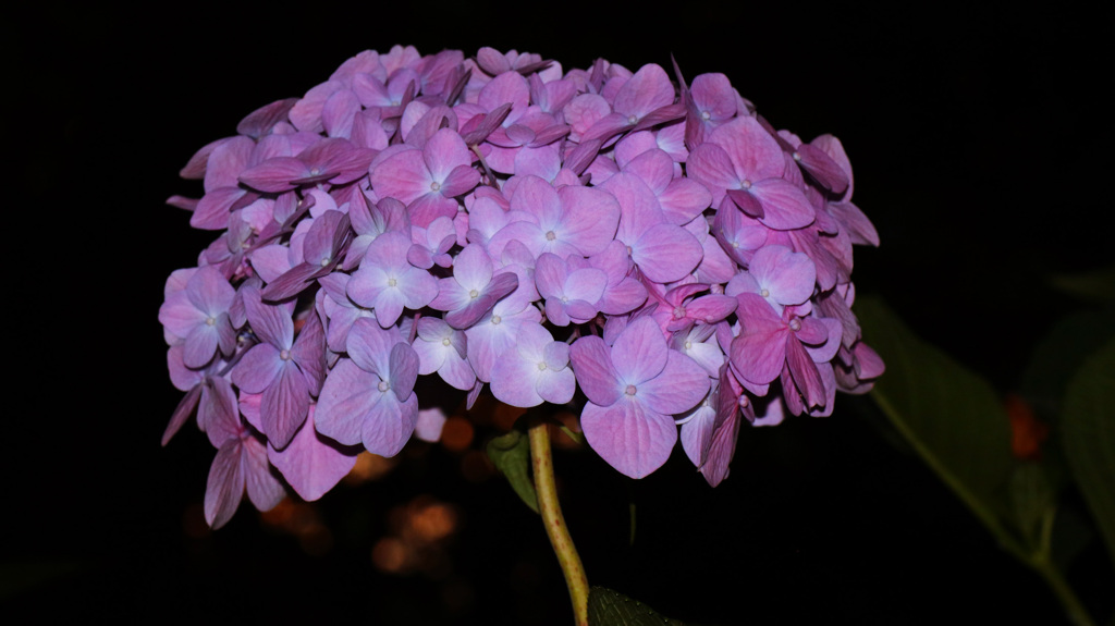 夜の紫陽花