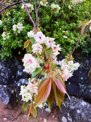 御衣黄（ギョイコウ）桜