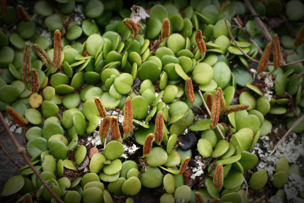 マメシダの胞子葉