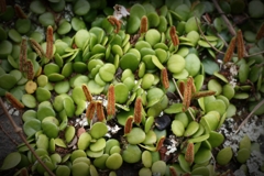 マメシダの胞子葉