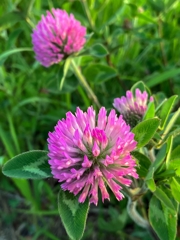 ムラサキツメクサ