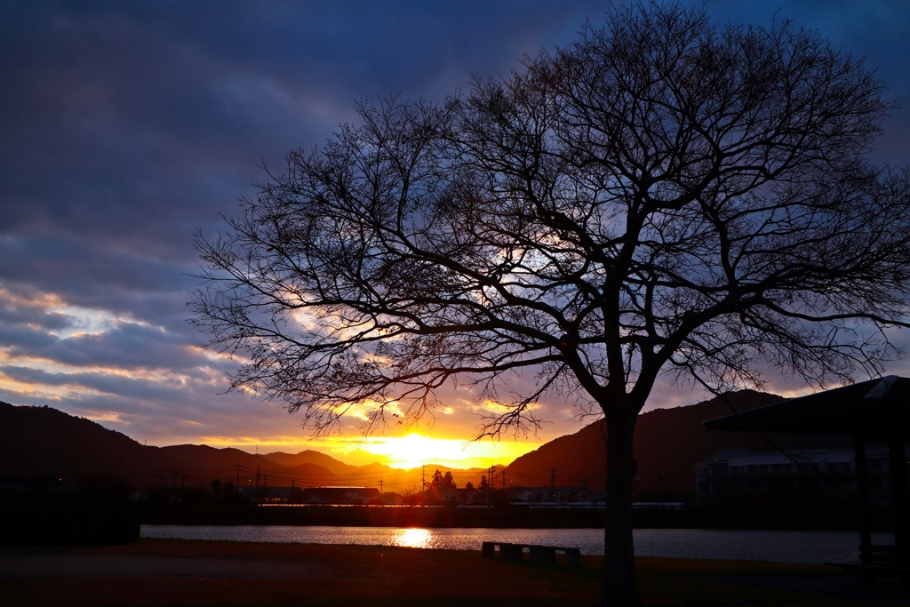 栴檀の裸樹と朝陽