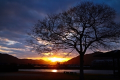 栴檀の裸樹と朝陽