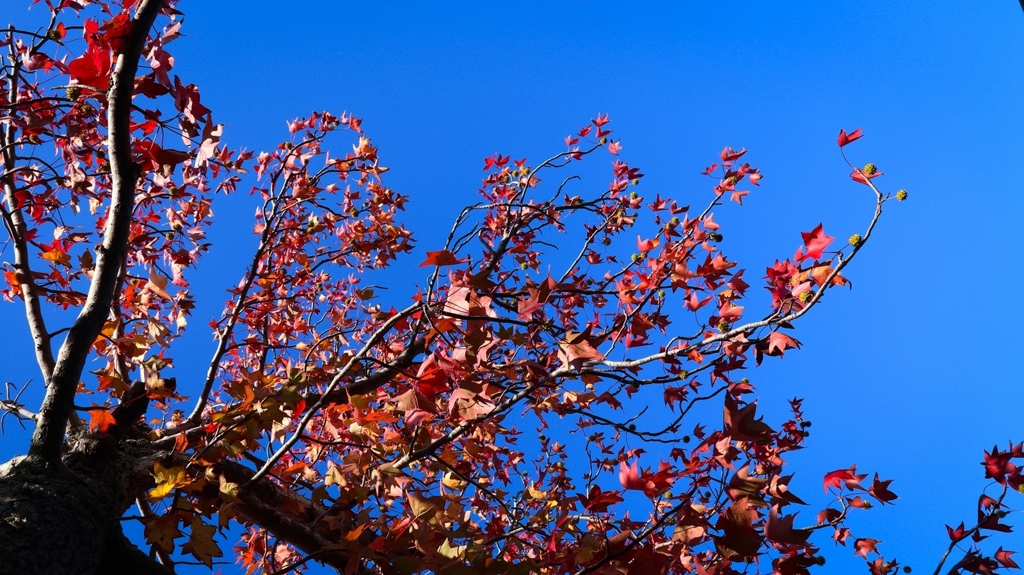 ほぼ紅葉が完成しました。