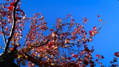 ほぼ紅葉が完成しました。