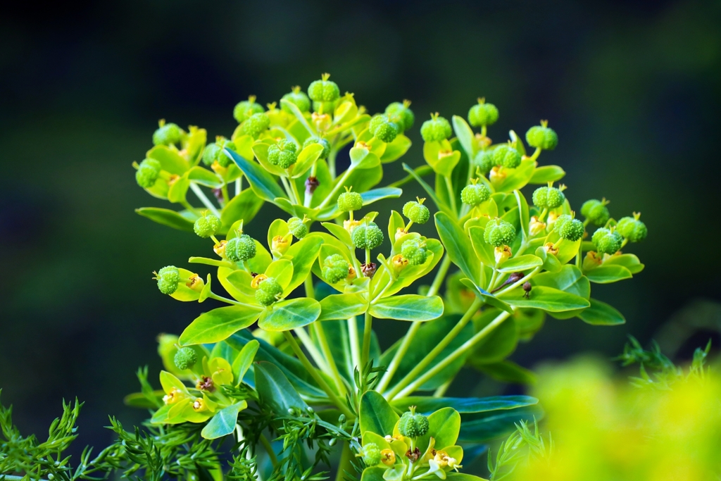 トウダイグサの実