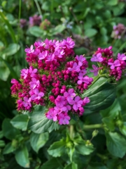 レッドバレリアン