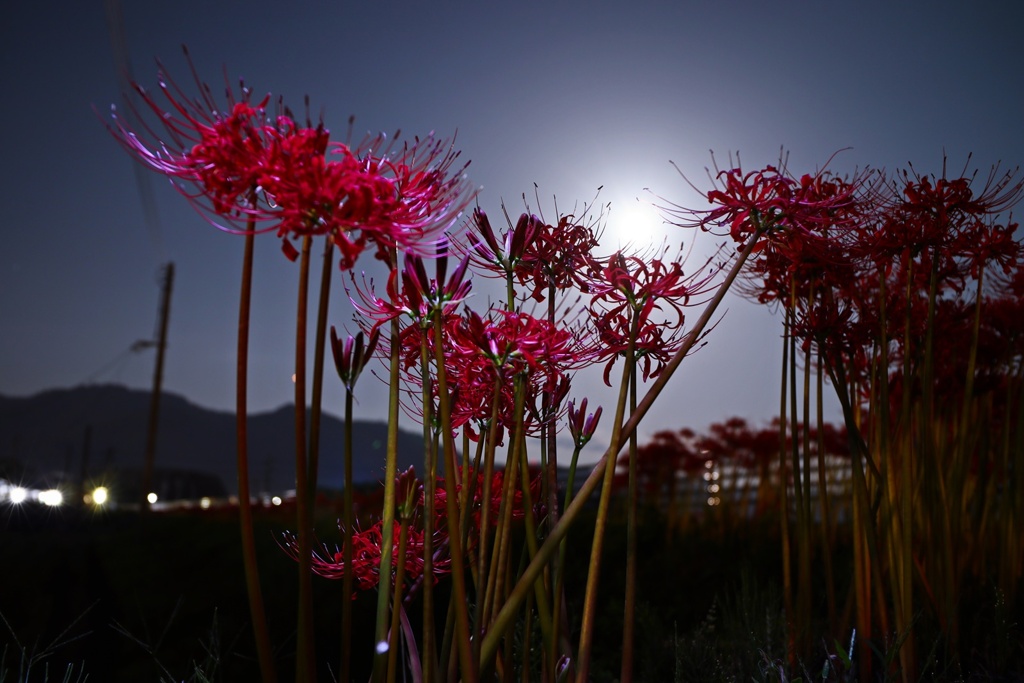 彼岸花越しの月