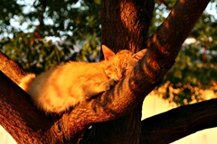 気持ちいいニャア～