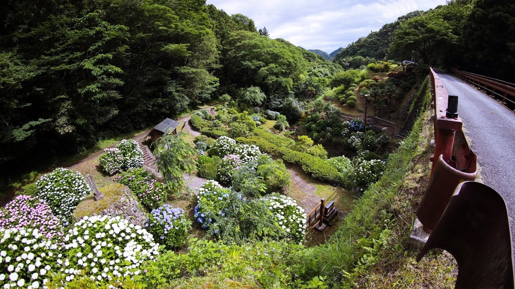 アジサイの谷間