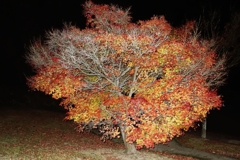 夜モミジを撮ってきた.1