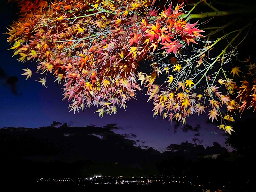 夜紅葉.2
