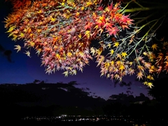 夜紅葉.2
