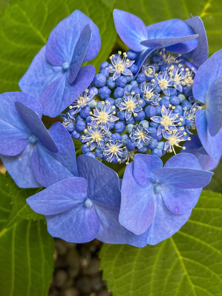アジサイの花